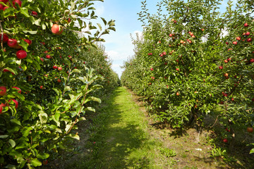 Fototapeta na wymiar Red apples on apple tree branch