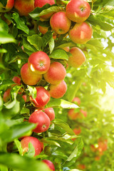 Red apples on apple tree branch