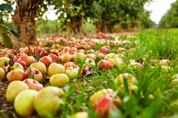  Many of the apples are lying under the tree already.