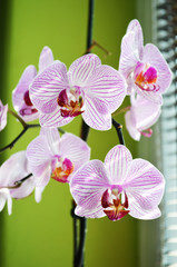 Flowers Orchid