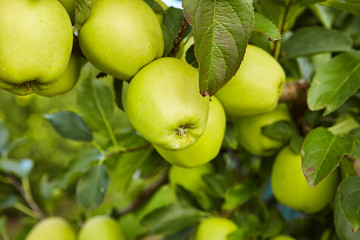 Green apples in the orchard