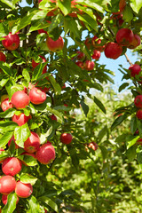 apple tree in an orchard