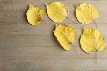 Naklejka na ściany i meble yellow leaves on wooden background