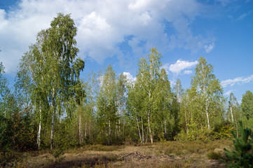 Березы под облачным небом