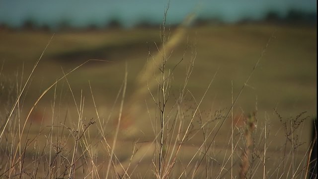 rack focus from grazing cattle to ECU weeds
