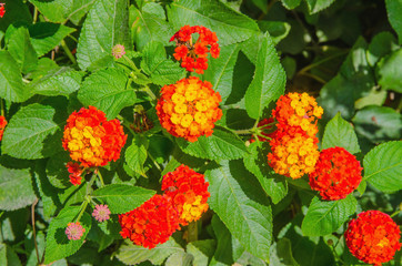 Lantana flowers