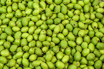 A lot green young walnuts in husks as background