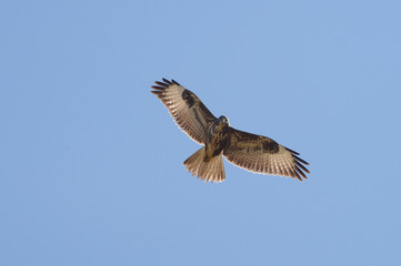Common Buzzard, Buteo buteo
