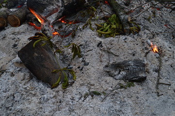 Fallen leaves of chestnut in the ashes of a dying fire
