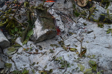 The dying embers in the ashes in the fire of logs linden and chestnut branches autumn morning