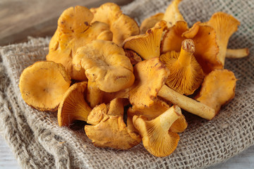 cantharellus mushrooms