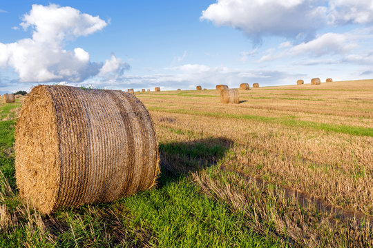 round straw bales on a mown field under a blue sky with white cl