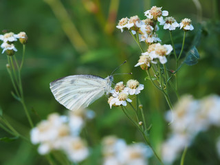 Aporia Crataegi butterfly on a flower
