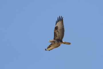 Common Buzzard, Buteo buteo