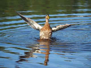 duck on the lake