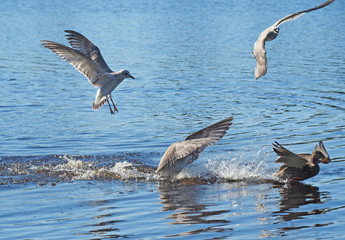 seagull chasing duck
