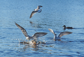 seagull chasing duck
