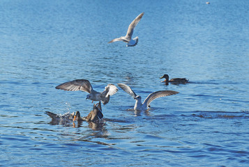 seagull chasing duck