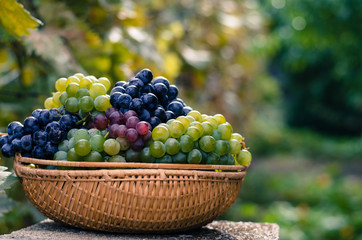 grapes in autumn time