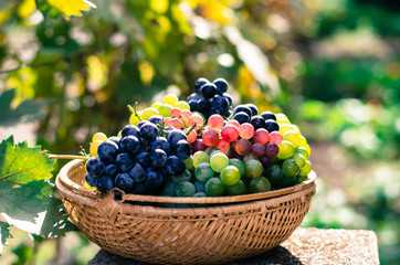 grapes fruit