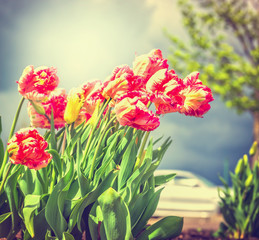 Beautiful red yellow filled tulips flowers over park or garden background