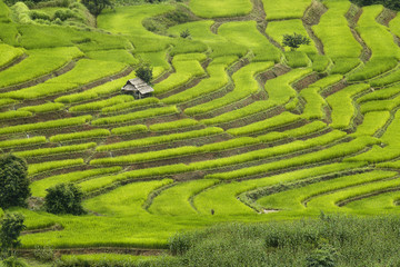 Beautiful landscape of Rice Terraces Field. Rice production in Chiang Mai Province, Thailand