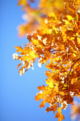 golden autumn branch