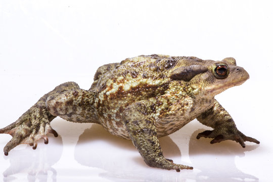 Rospo di profilo su sfondo bianco