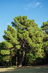 Obraz premium Coniferous Tree