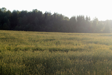 Fototapeta premium Wheat field with hand