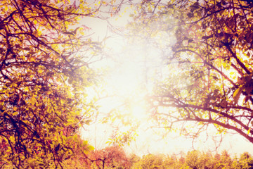 Obraz na płótnie Canvas Autumn trees with colorful leaves and sun light, blurred nature background