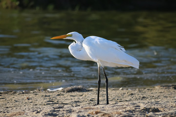 The Great Egret at Malibu Lagoon in September