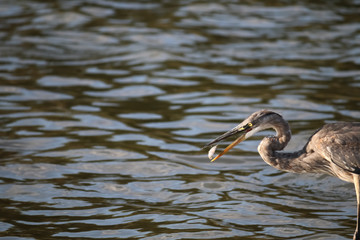 The Great Blue Heron is Fishing at Malibu Lagoon