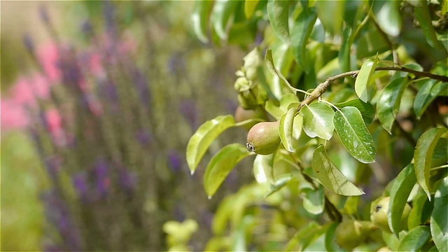Pear fruit at an old walled botanical garden