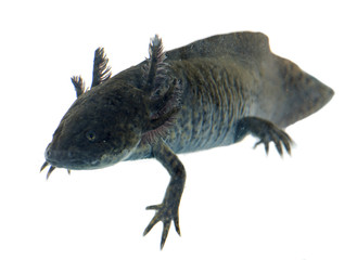 black axolotl