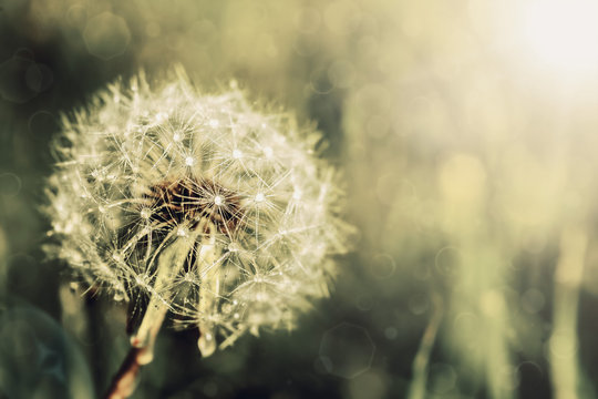 Fototapeta dandelion