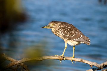 The Black Crowned Night Heron on the Driftwood at Malibu Lagoon