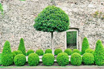 Fototapety  Topiary tress
