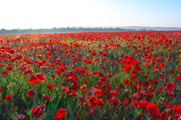 red poppy field at the sunrise