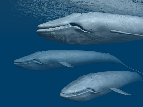 Three Blue Whales