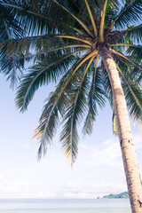 Fototapeta na wymiar palm on beach with blue sky - soft focus with film filter
