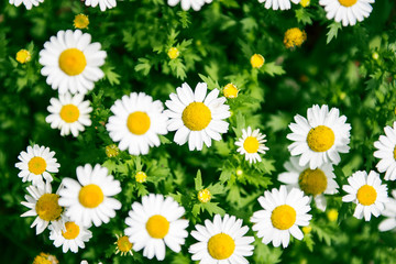 Flowers in the garden in the late afternoon