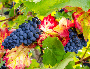 Herbst: Süße, reife, blaue Trauben :)