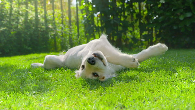 Cute Happy Puppy Relaxing in the Garden