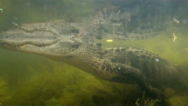 An amazing shot of an alligator swimming underwater.