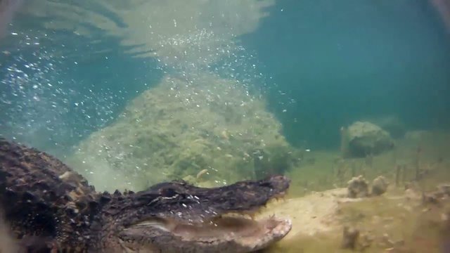 An alligator thrashes underwater and catches a fish.