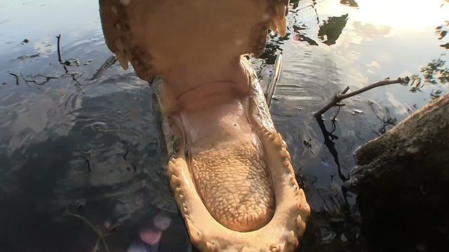 An alligator emerges from a swamp and touches the camera with its snout.
