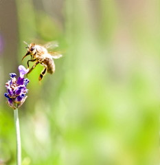 insect on flower  - illustration based on own photo image