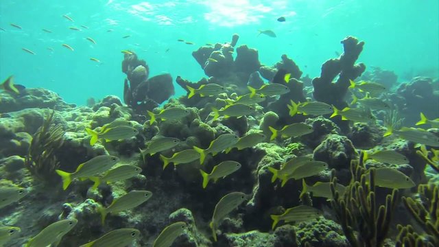 Beautiful tropical fish swim around a reef underwater.