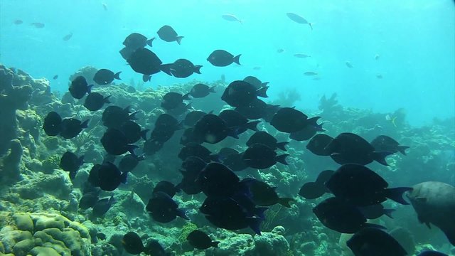 Beautiful tropical fish swim around a reef underwater.